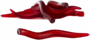 Umelá - Redworm/plávajúca/6 ks M/red (natural smell)